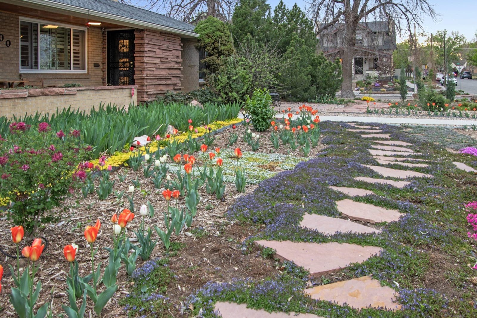 Tulips, Turkish veronica, and creeping phlox along the front walk