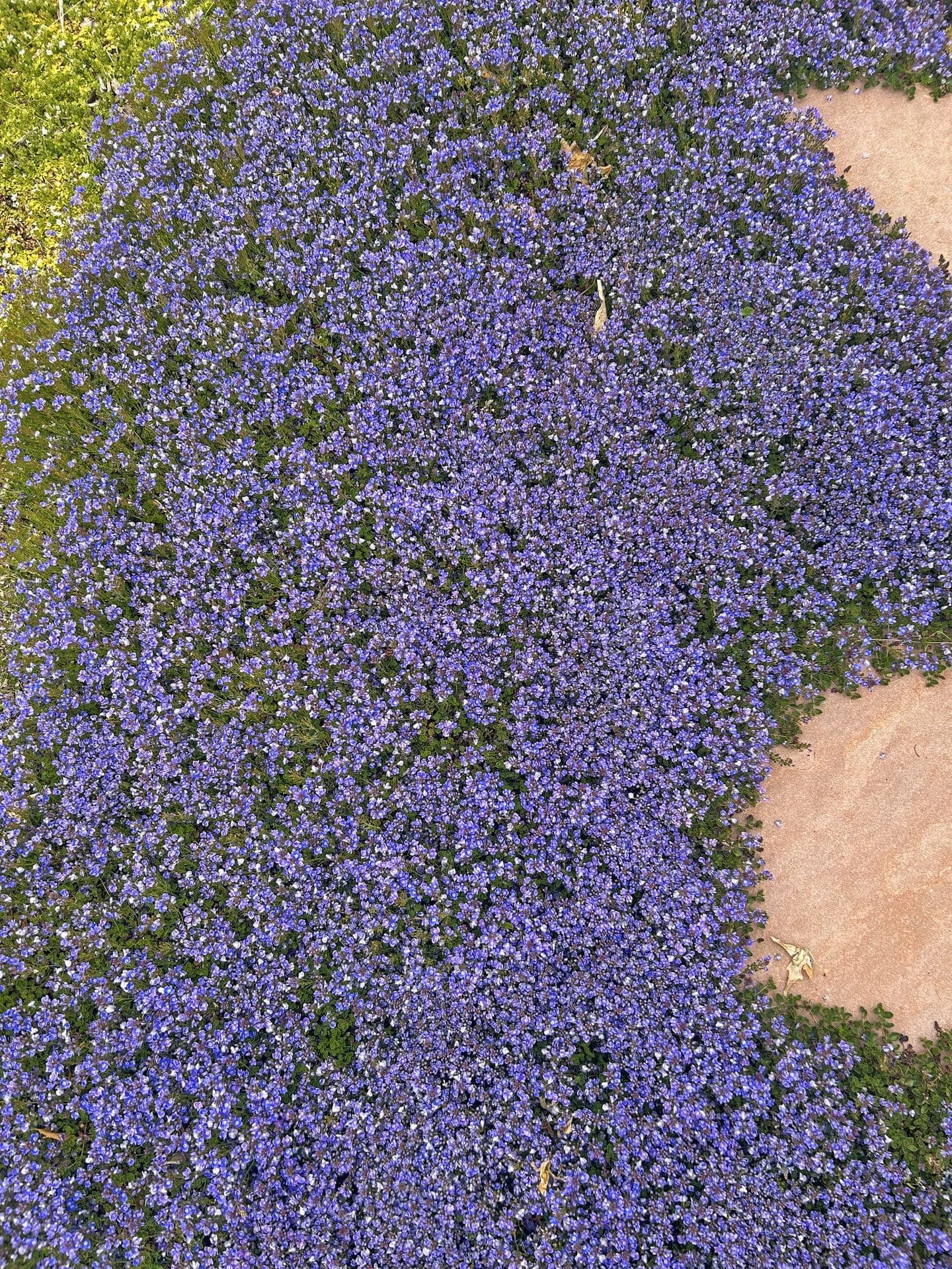 Turkish veronica groundcover in full blue bloom, close up