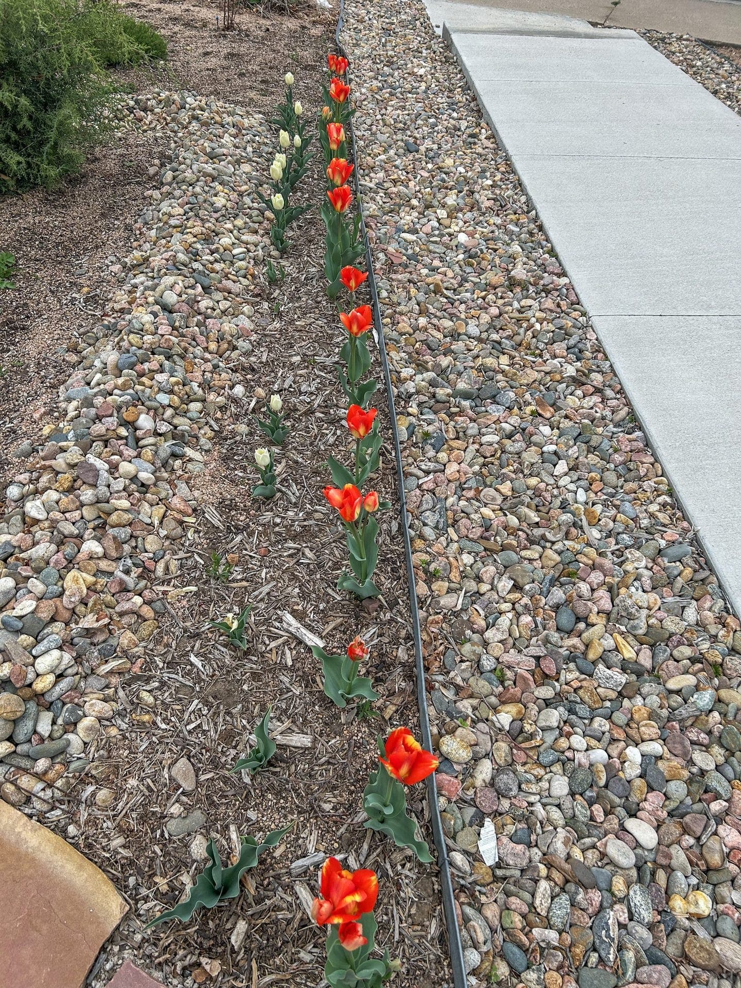 Red-orange and cream tulips along the rock garden border