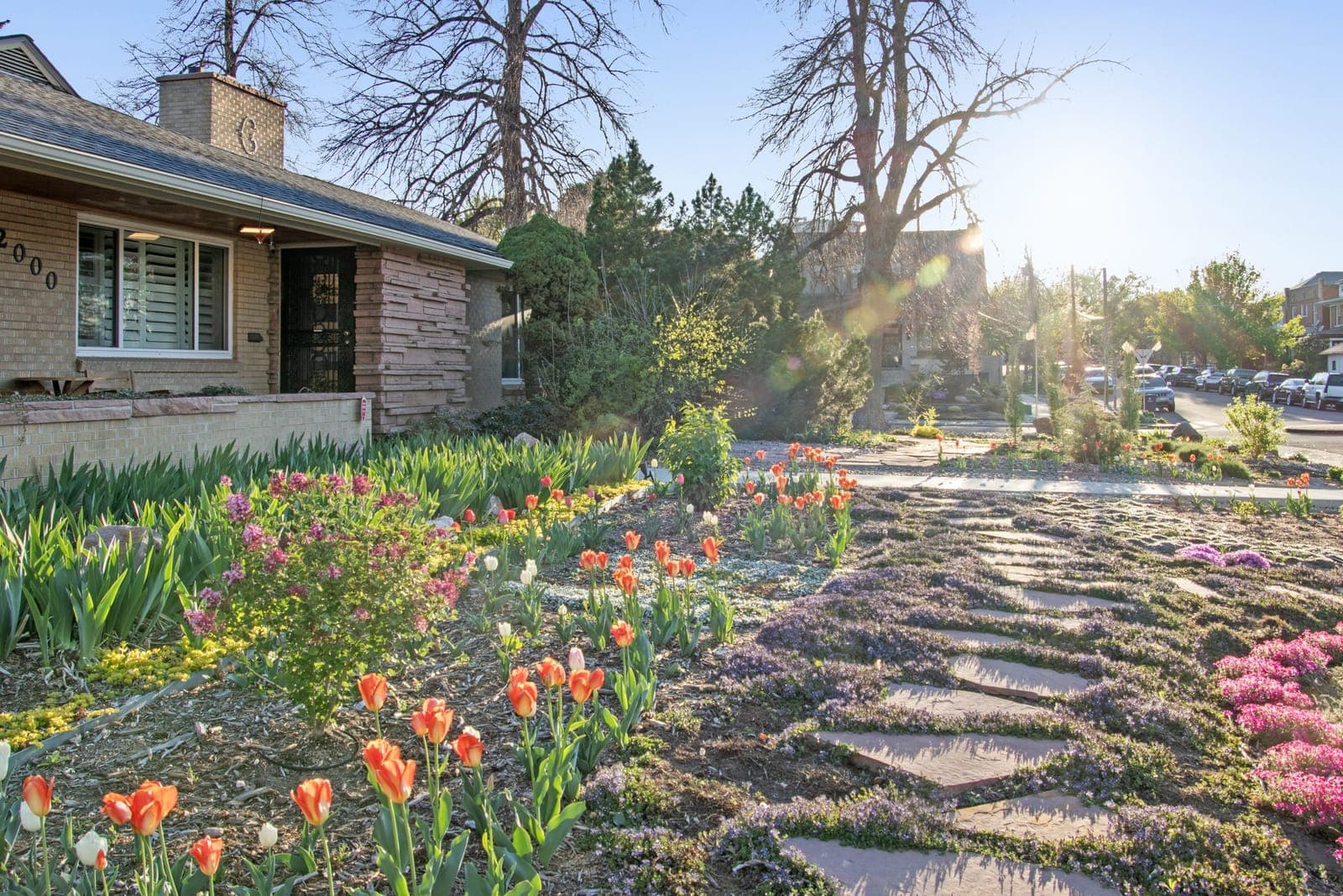 Front walk at sunset lined with tulips, Turkish veronica, and creeping phlox