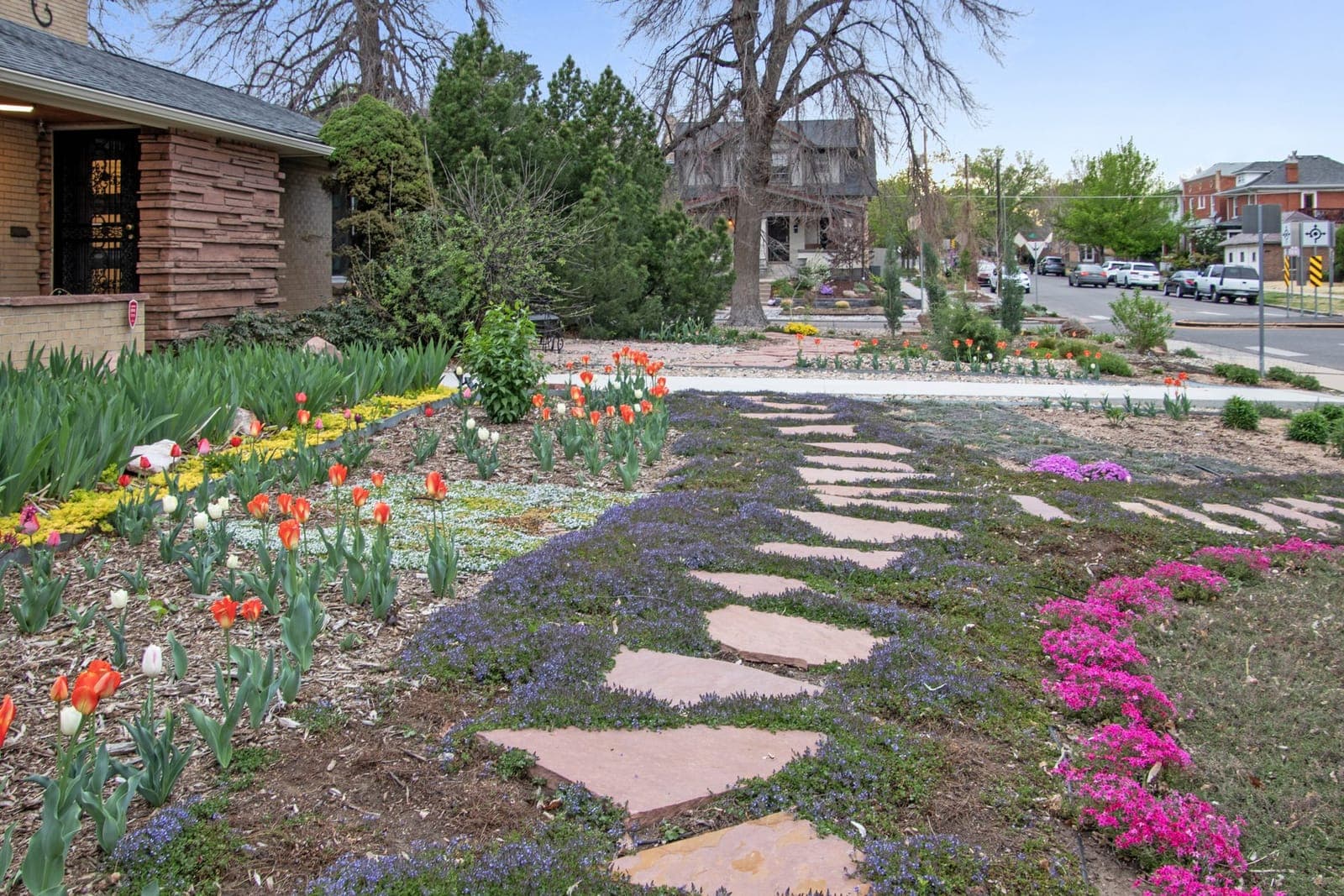 Front walk with tulips, Turkish veronica, and creeping phlox toward the street