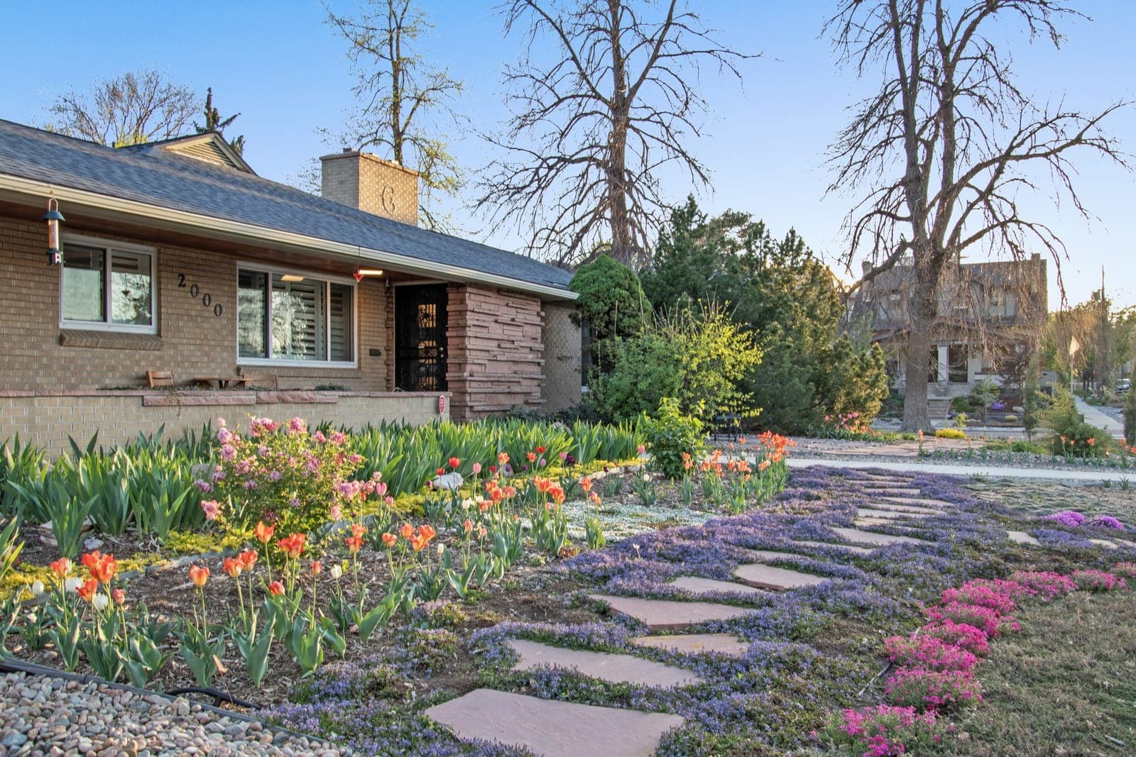 Front walk close view with tulips, Turkish veronica, and creeping phlox