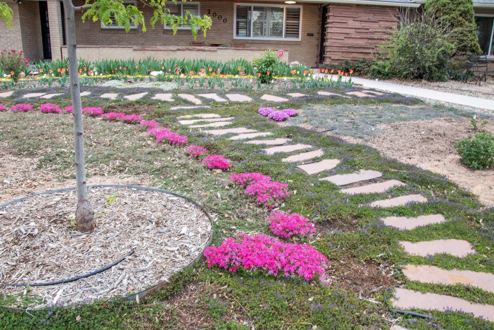 Creeping phlox and Turkish veronica flanking the flagstone path, tulips at the house