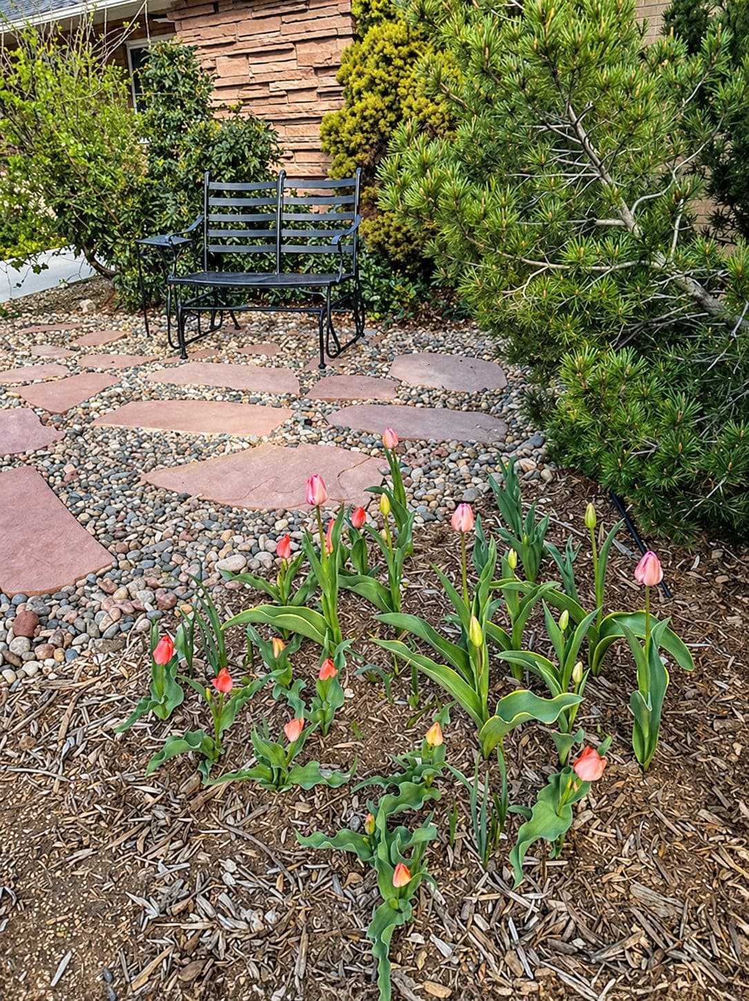 Pink and red tulips beside the evergreen shrubs at the flagstone sitting area