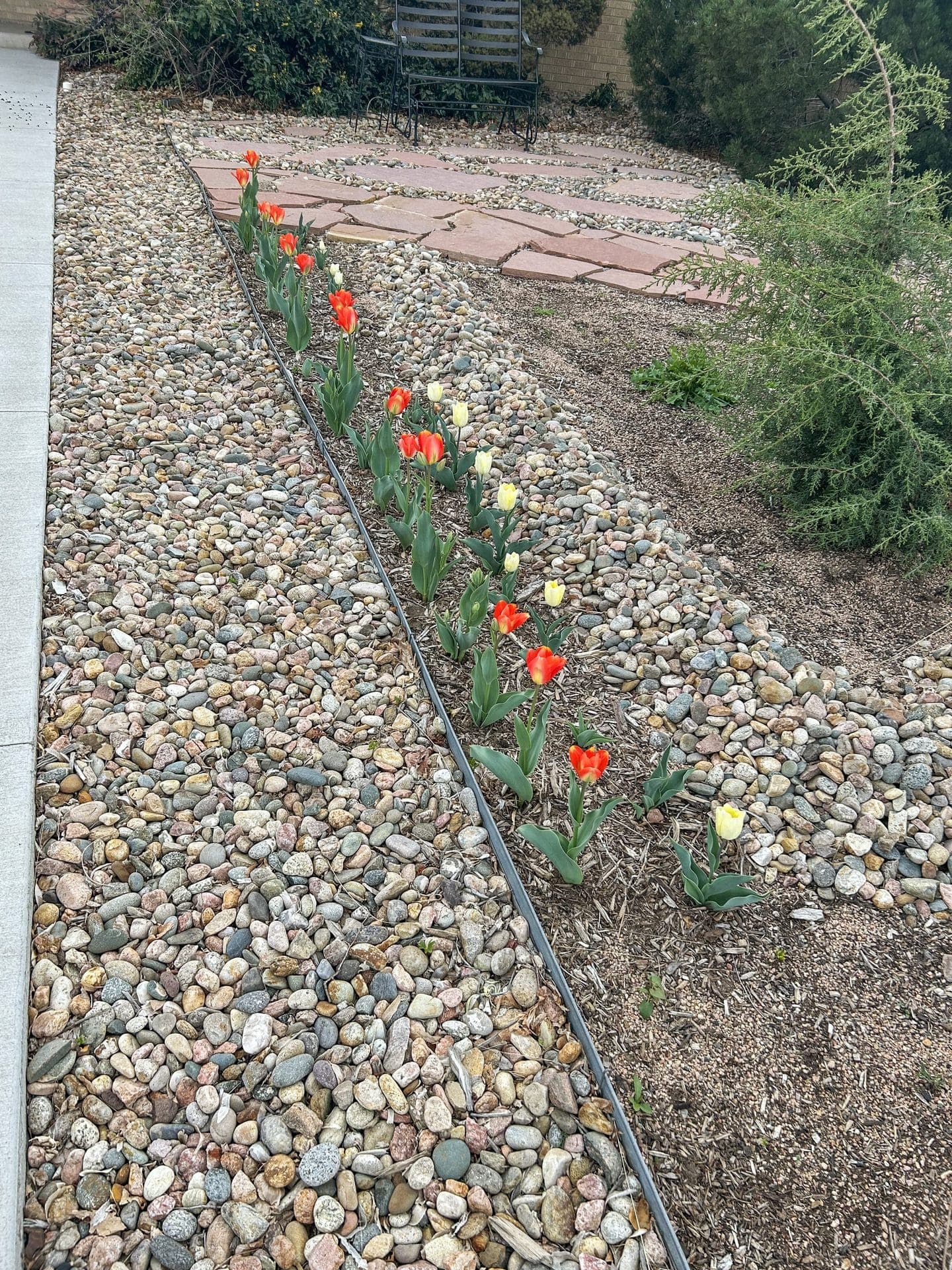 Red and orange tulips in the rock garden