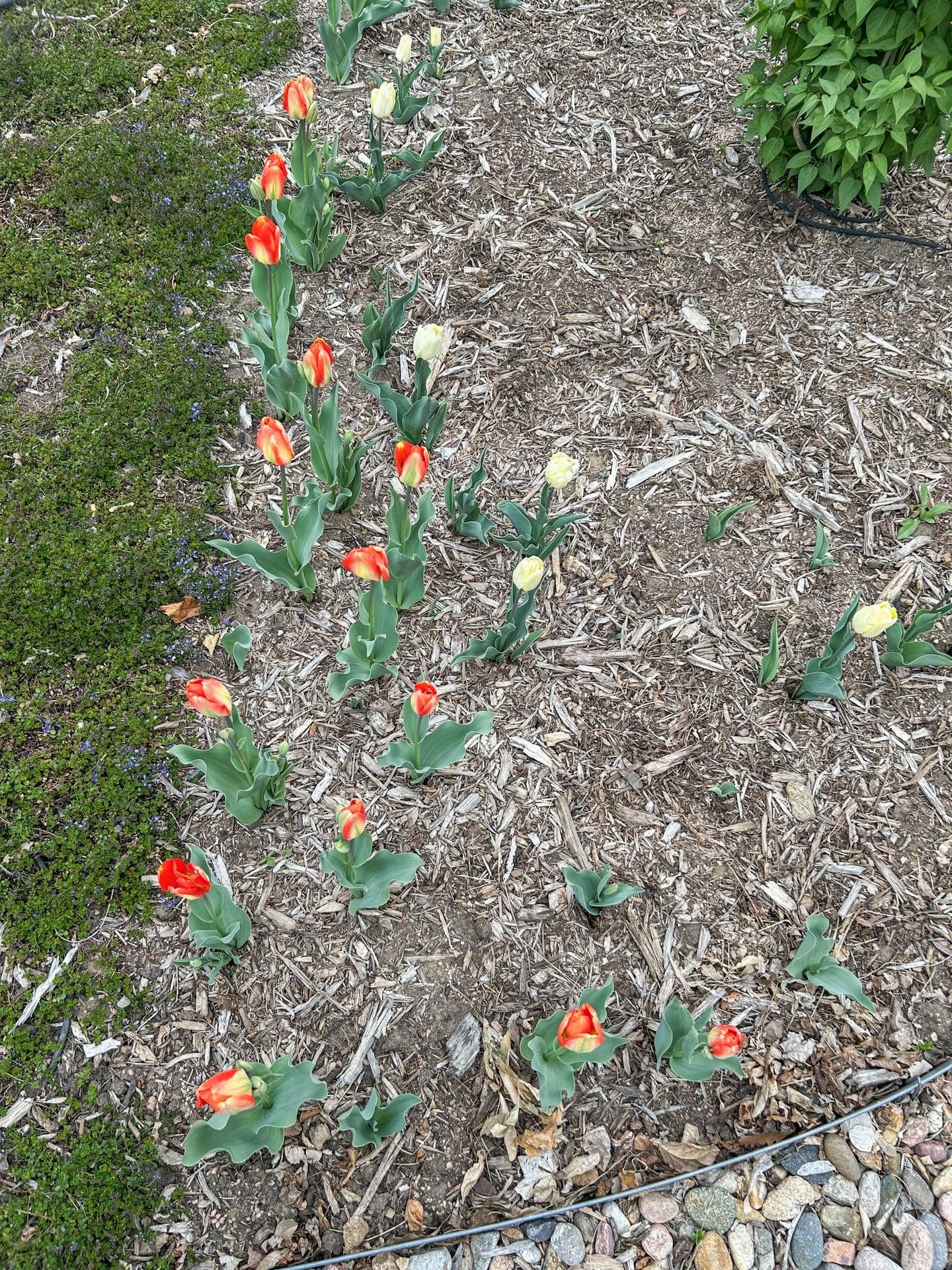 Red-orange and cream tulips emerging through the mulch beds